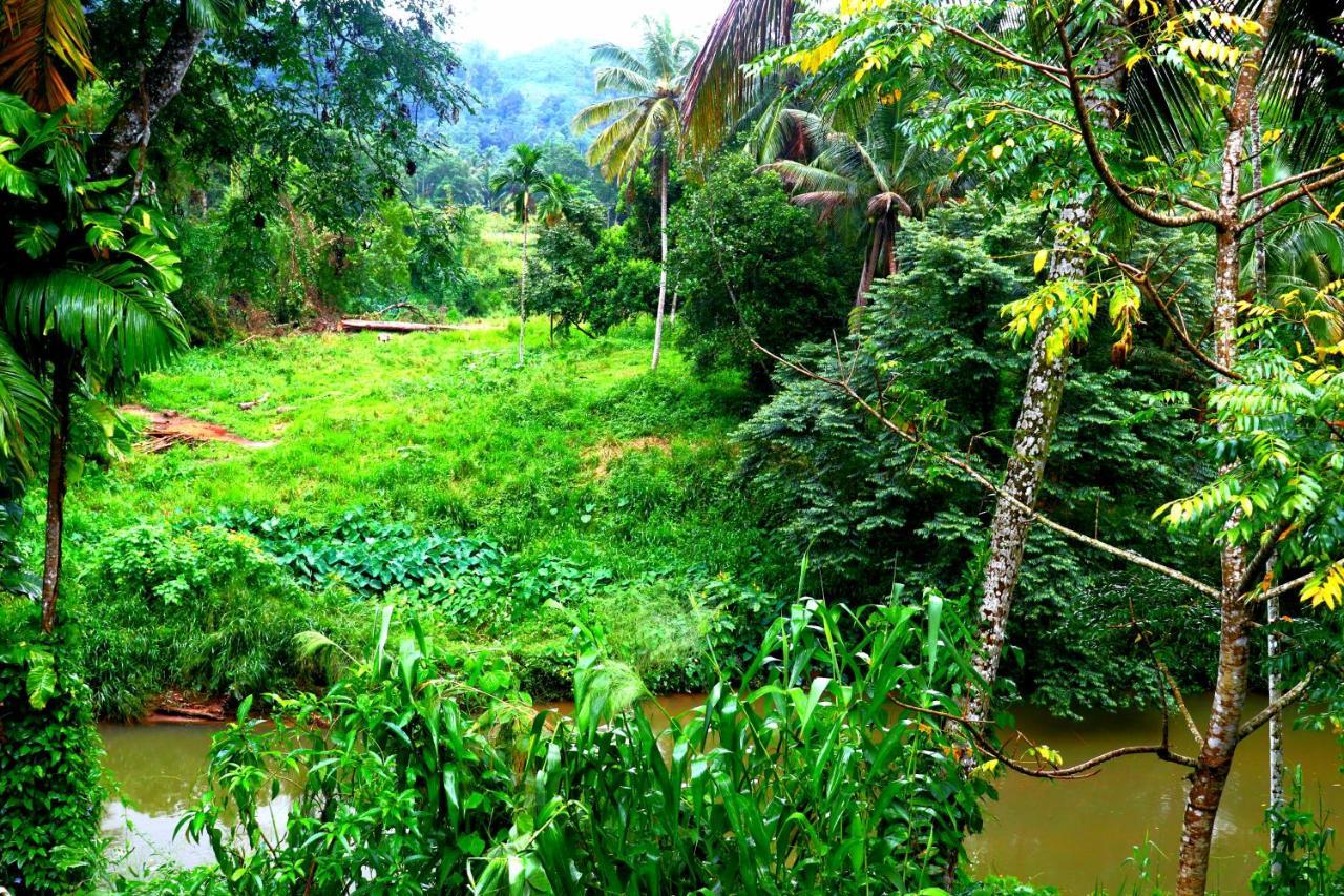 Rainforest River Bay Deniyaya Ngoại thất bức ảnh