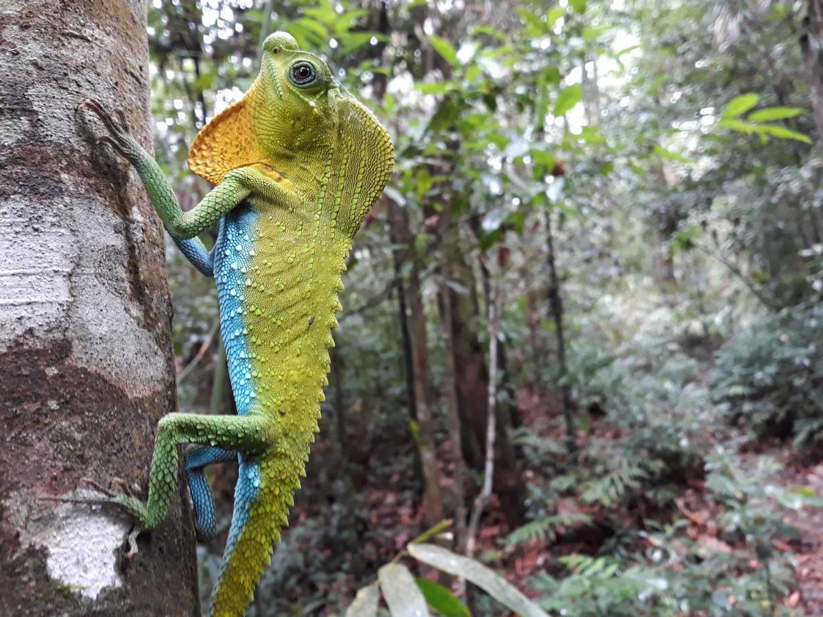 Rainforest River Bay Deniyaya Ngoại thất bức ảnh